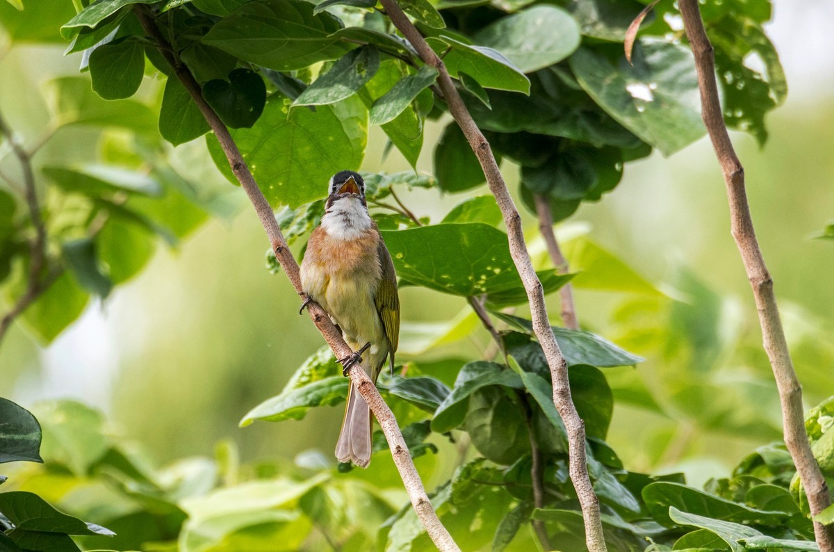 白头鹎（二十九）