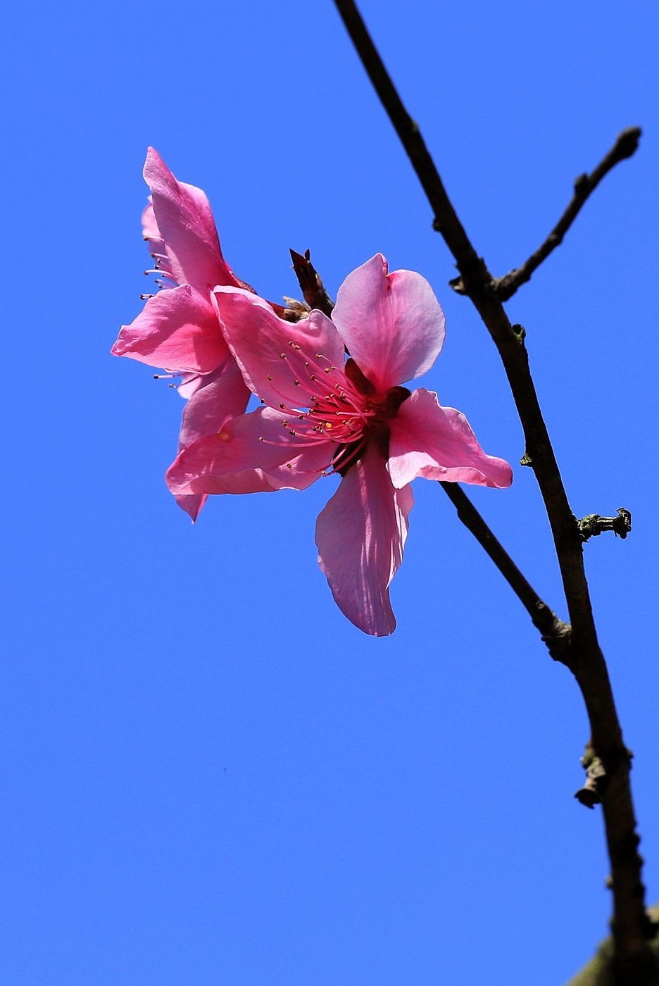 桃花(4)