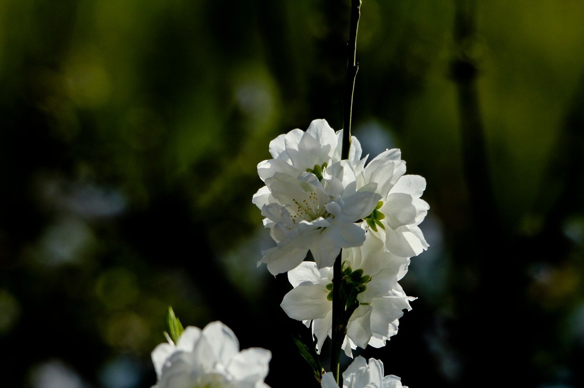 随拍——春天的碧桃花（二）
