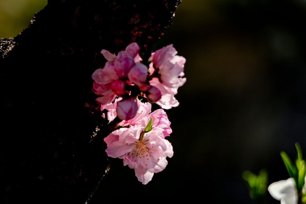 随拍——春天的碧桃花（二）