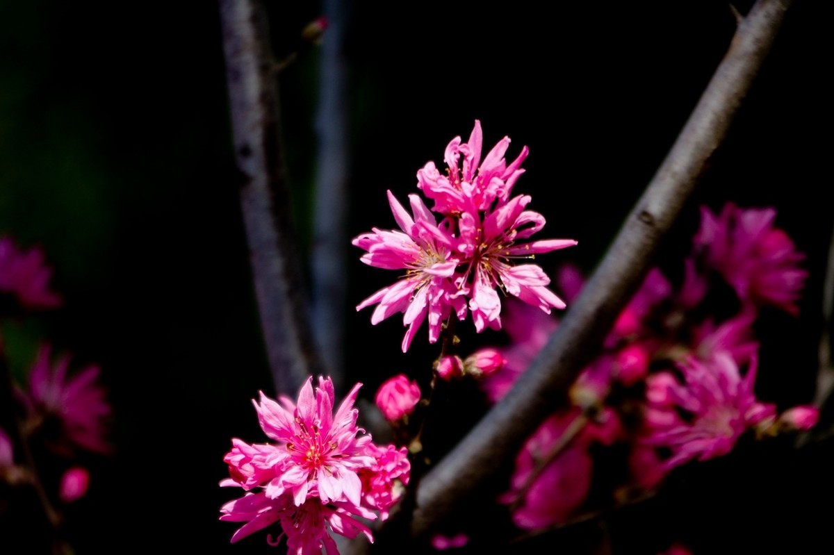随拍——春天的碧桃花（二）