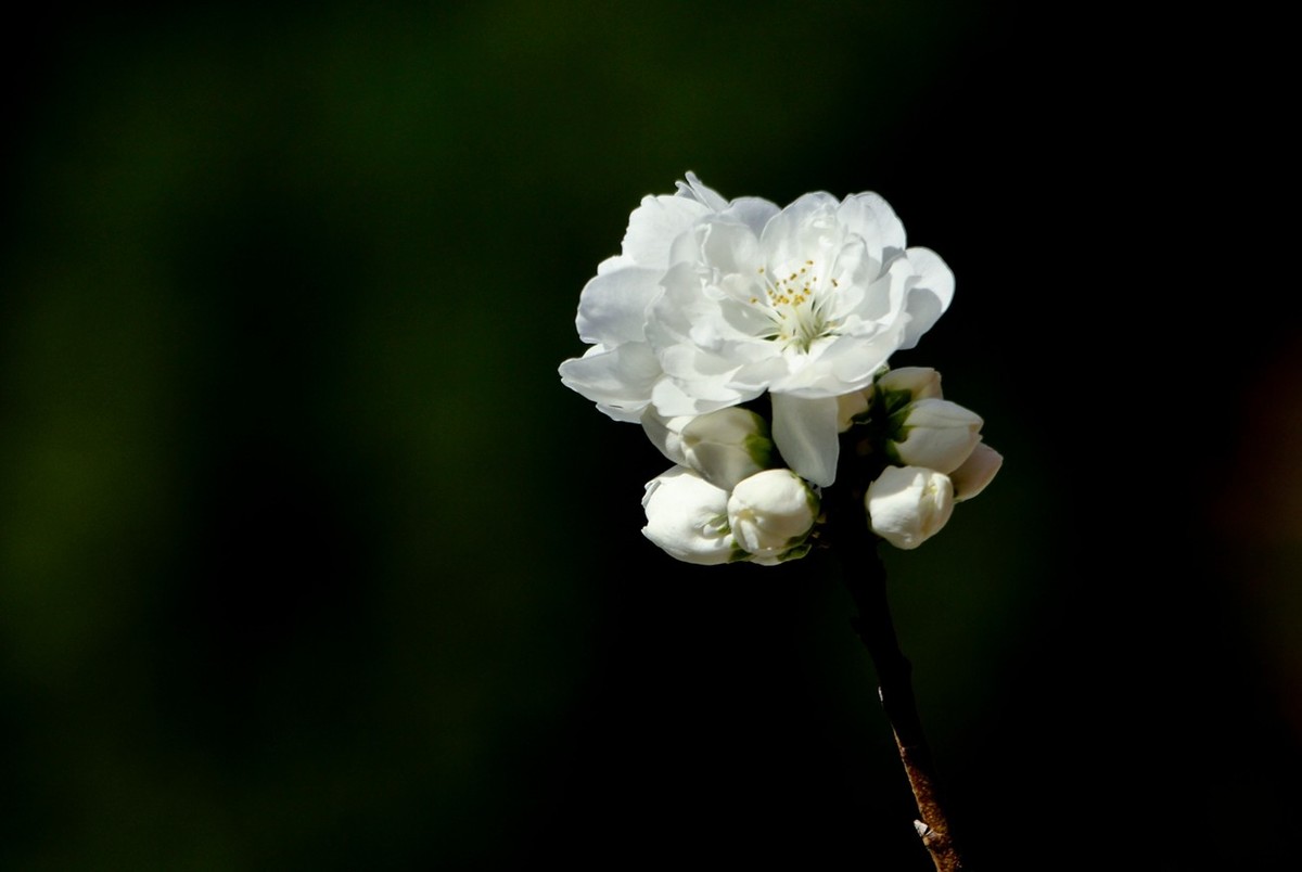 随拍——春天的碧桃花（二）
