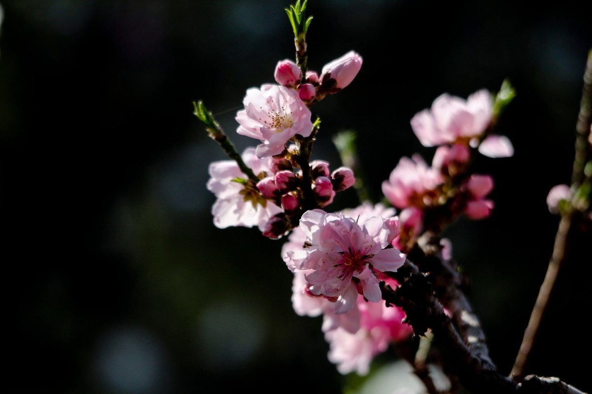 随拍——春天的碧桃花（二）