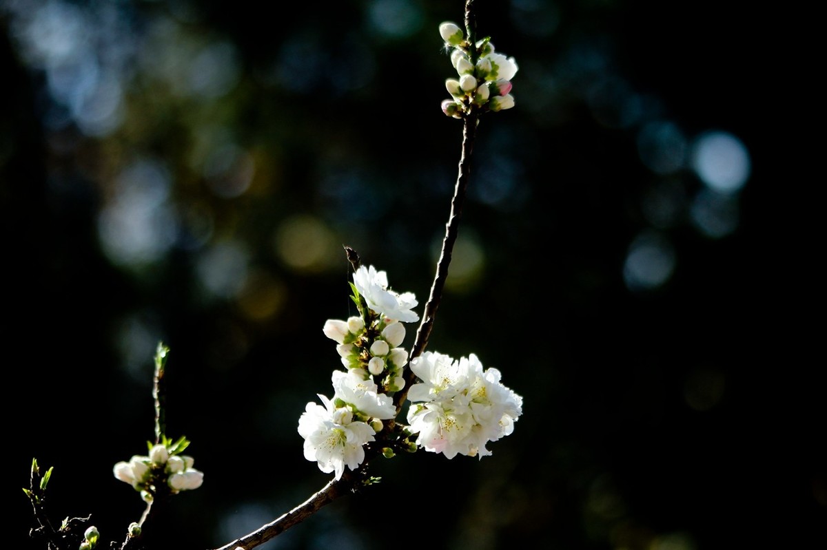 随拍——春天的碧桃花（二）