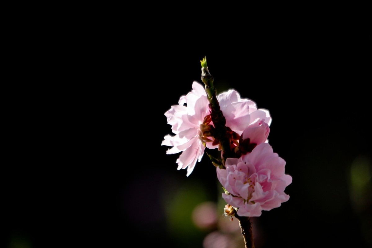 随拍——春天的碧桃花（二）