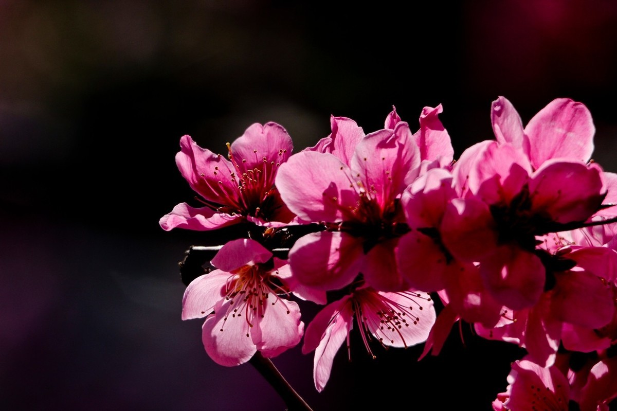 随拍——春天的碧桃花（二）