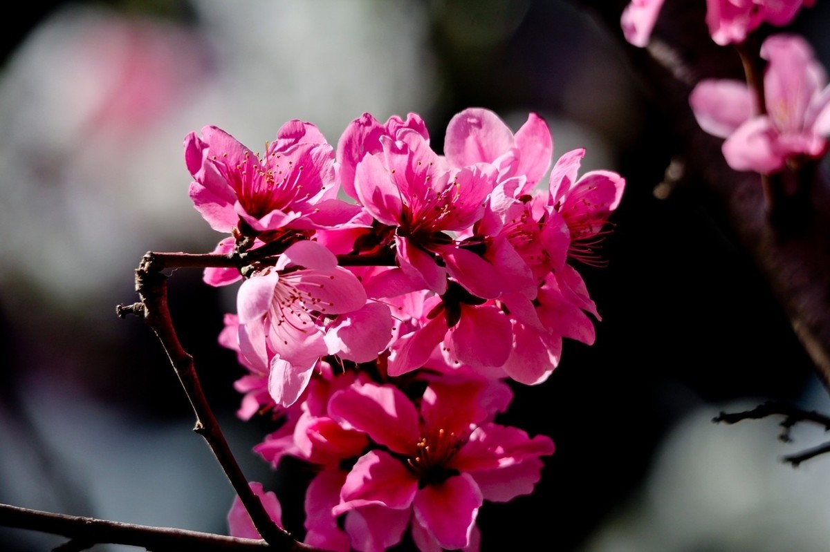 随拍——春天的碧桃花（二）