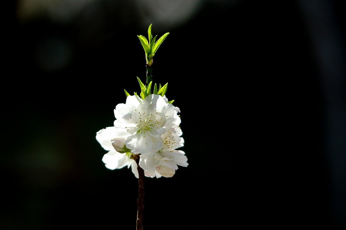 随拍——春天的碧桃花（二）