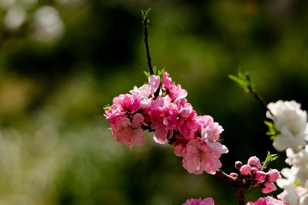随拍——春天的碧桃花（二）