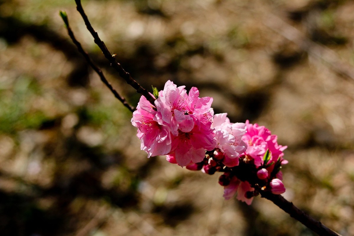 随拍——春天的碧桃花（二）