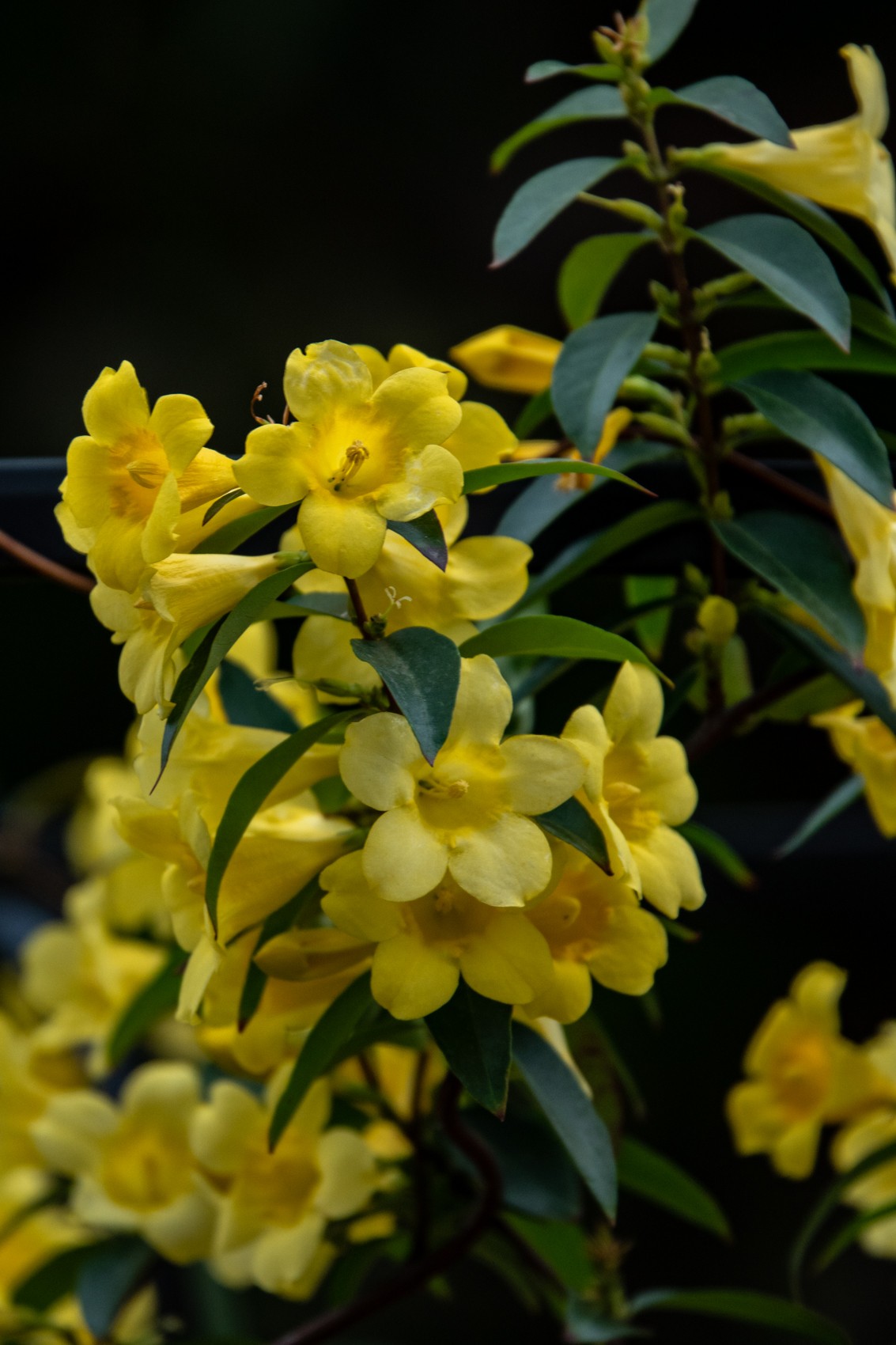 花枝招展（395）