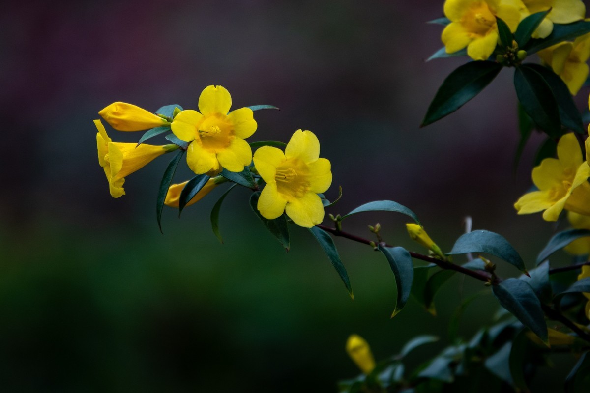 花枝招展（395）