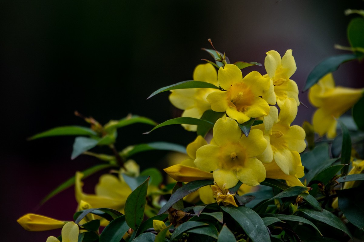 花枝招展（395）