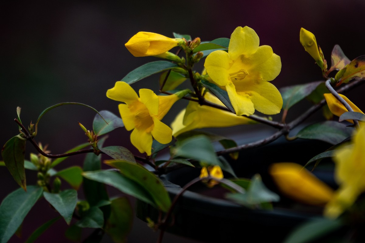 花枝招展（395）