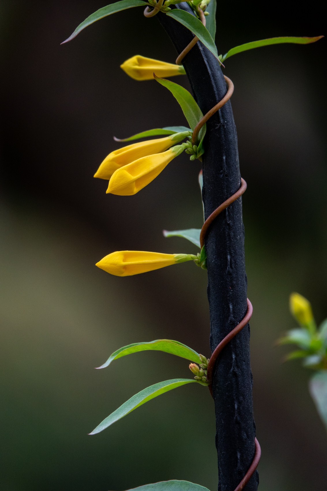 花枝招展（395）