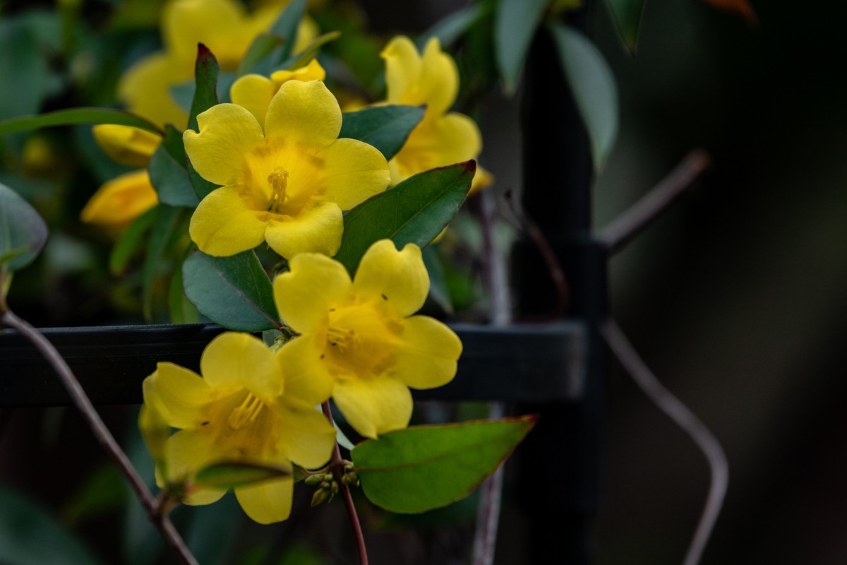 花枝招展（395）