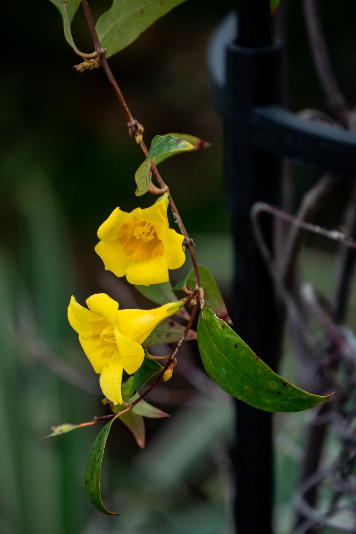 花枝招展（395）