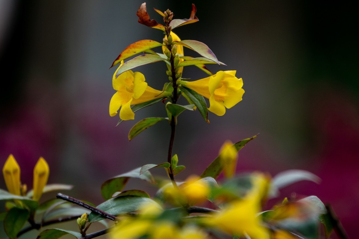 花枝招展（395）