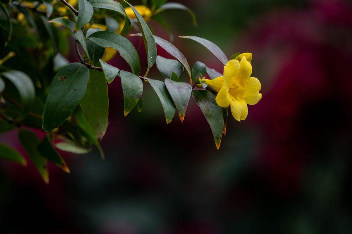 花枝招展（395）