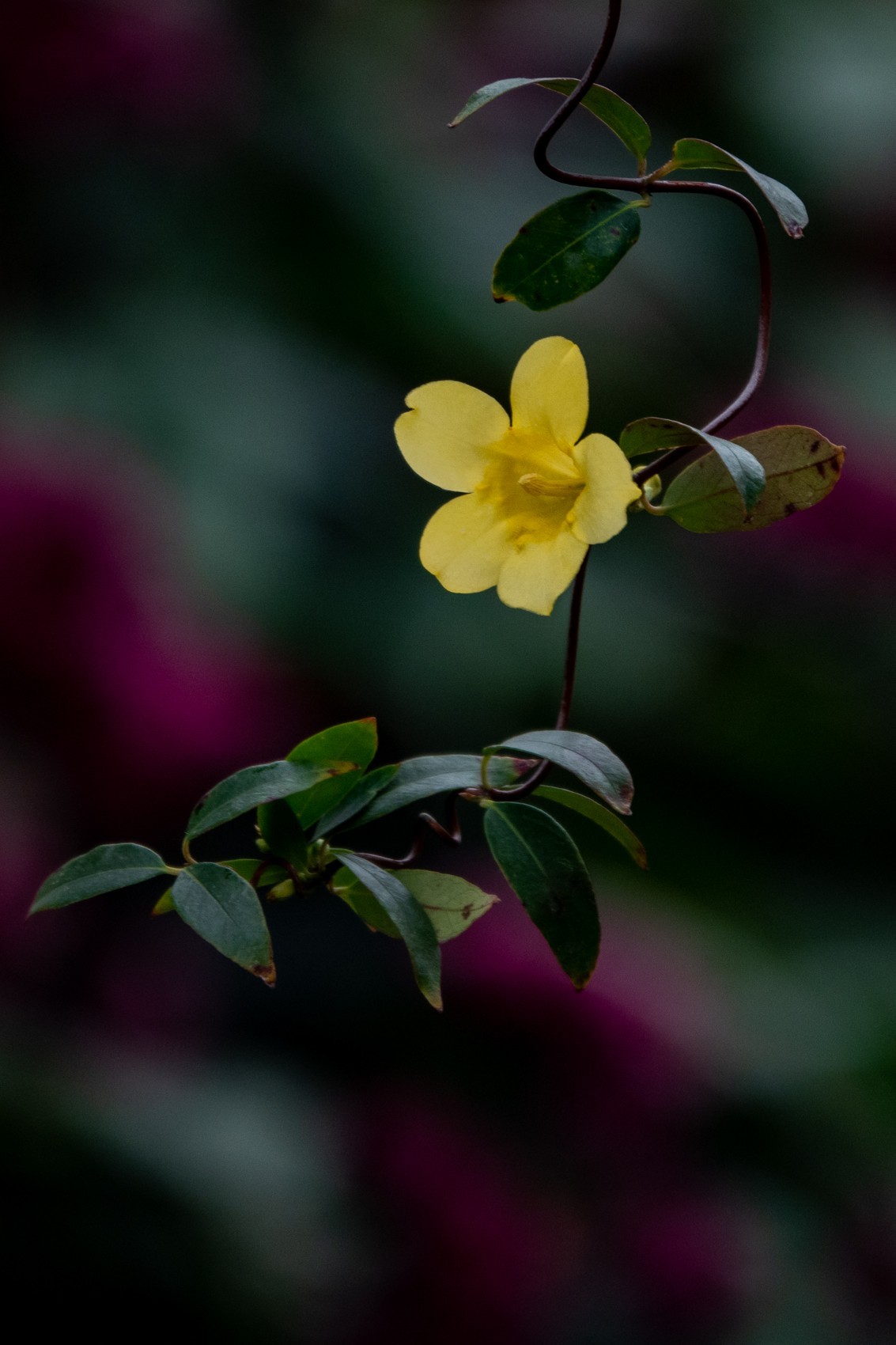 花枝招展（395）