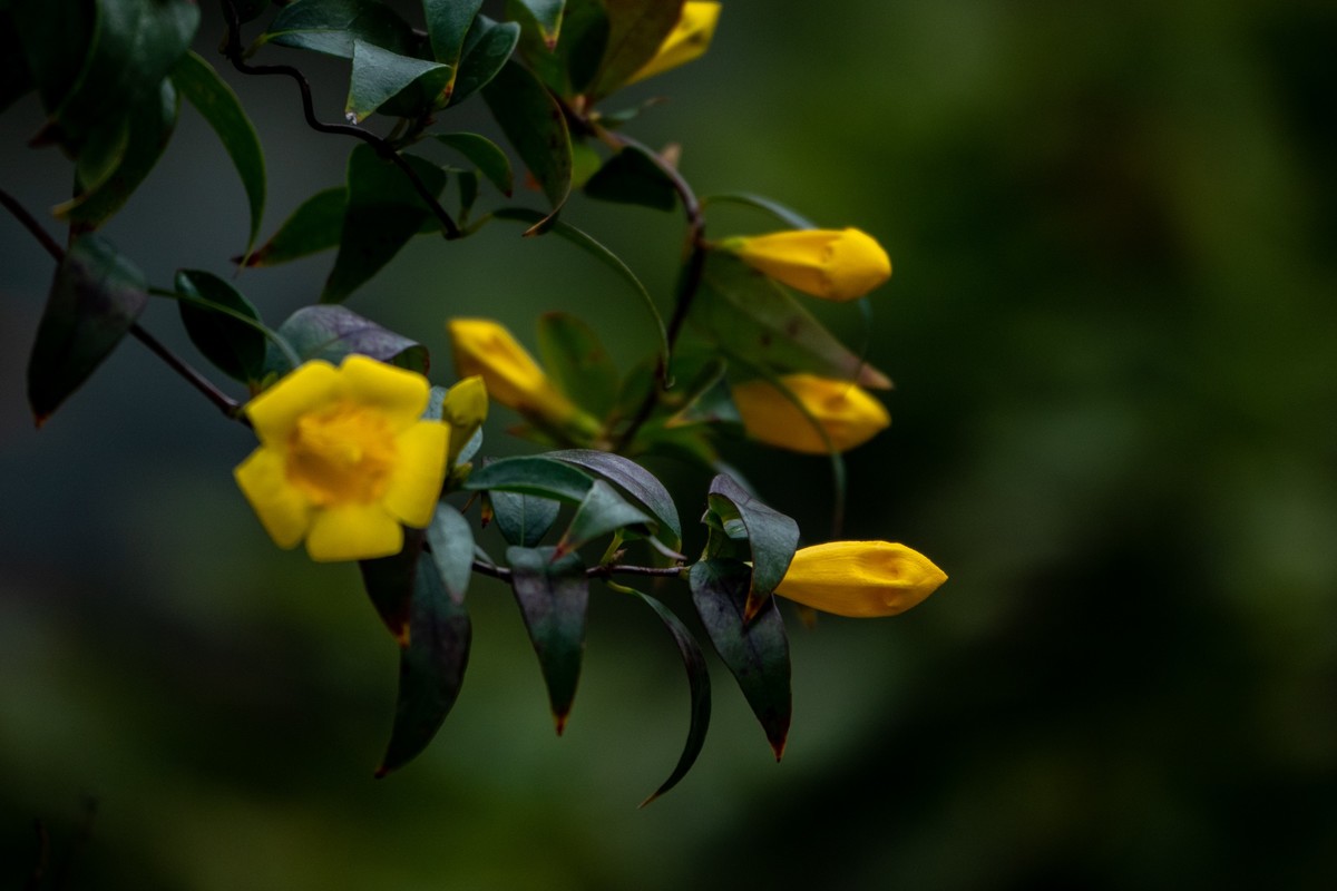 花枝招展（395）