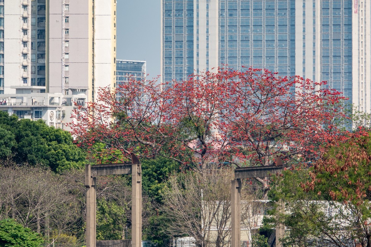 红棉映之窗（7）