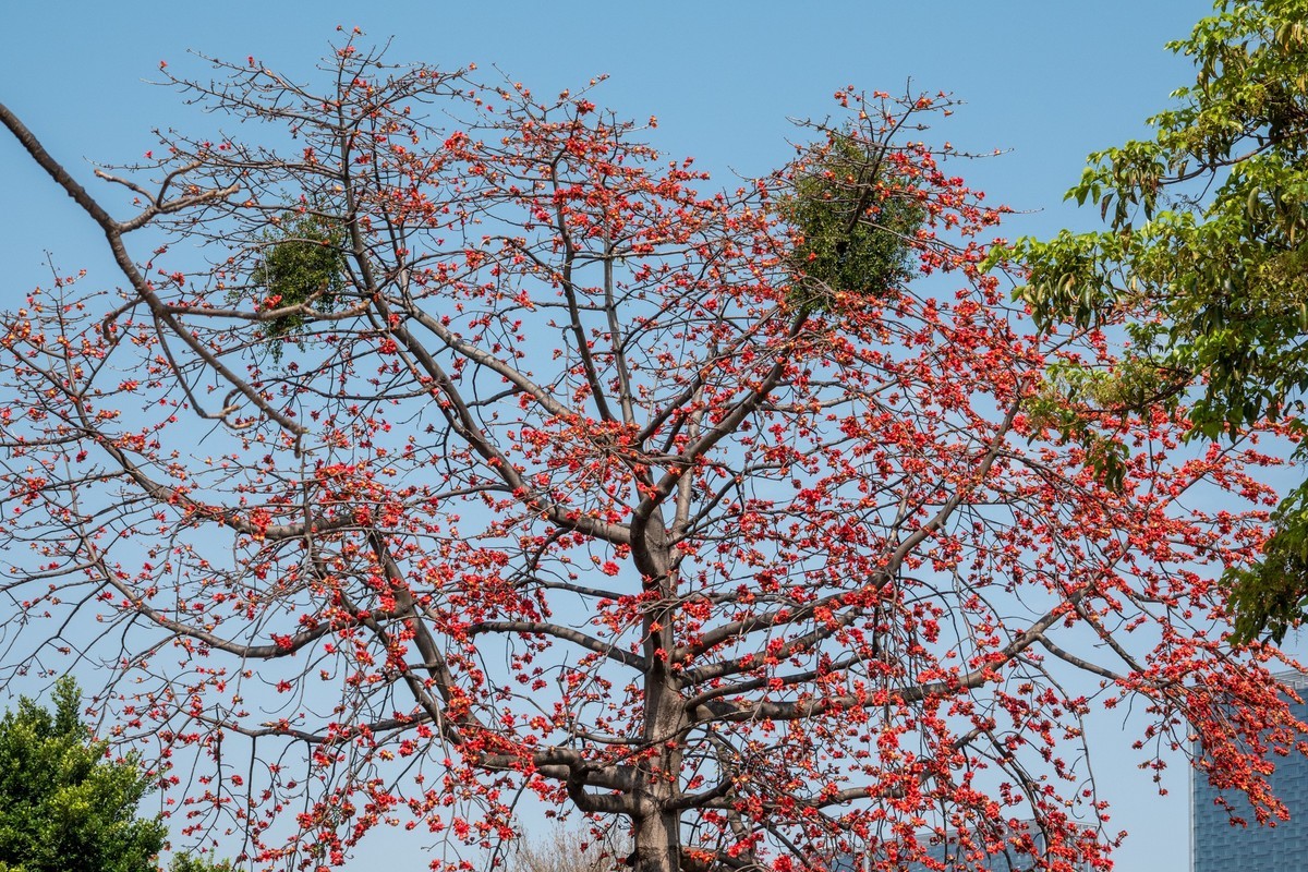 红棉映之窗（7）