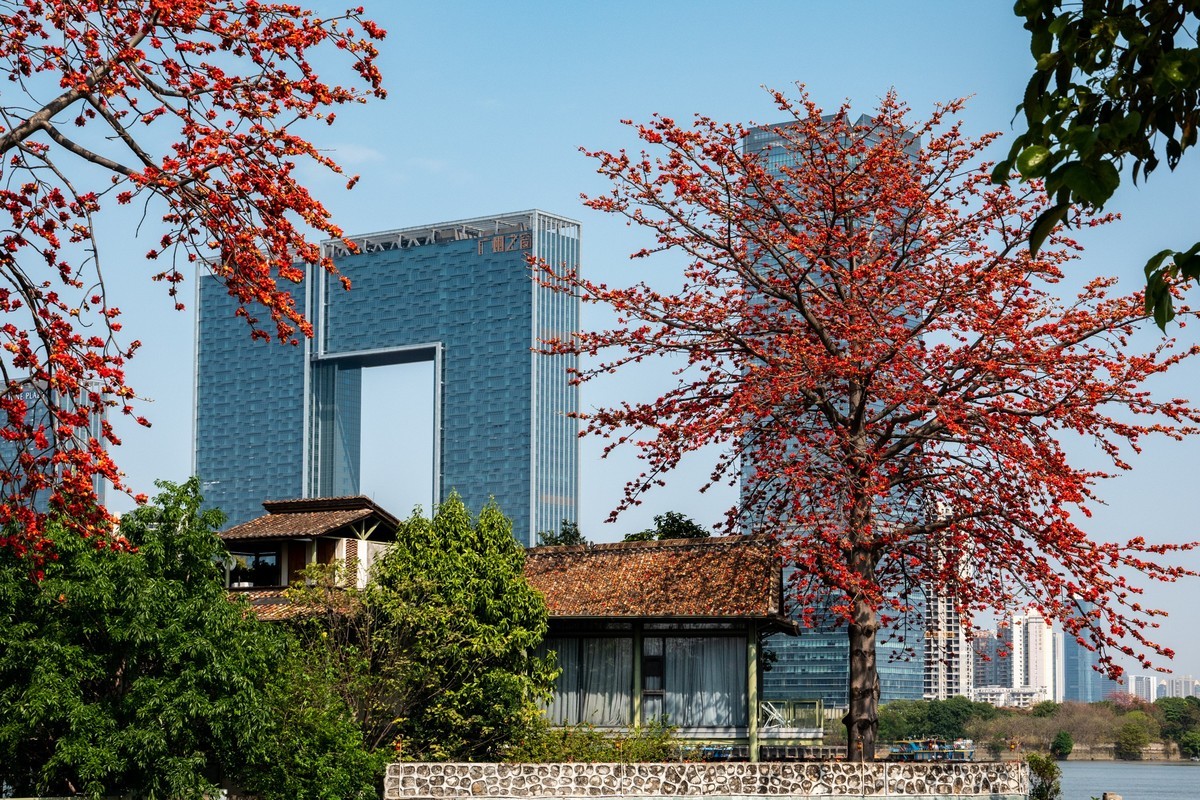 红棉映之窗（7）