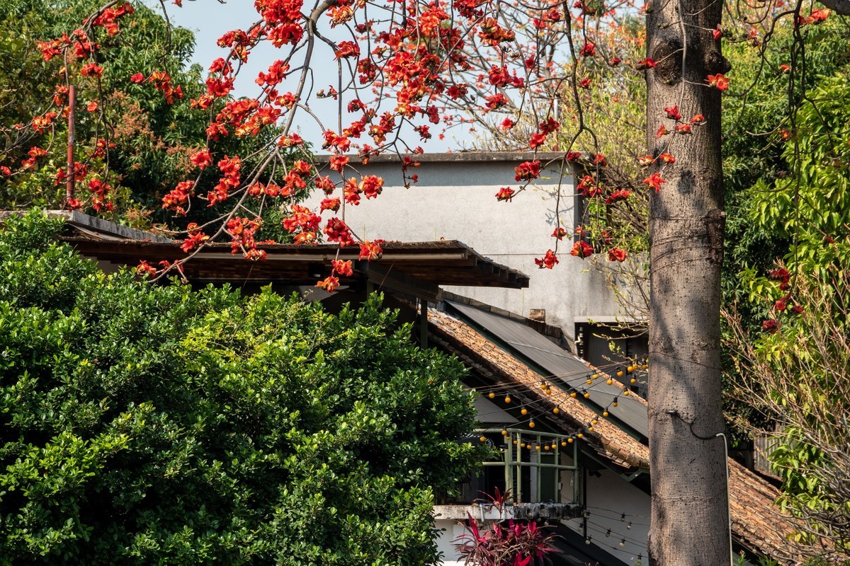 红棉映之窗（7）