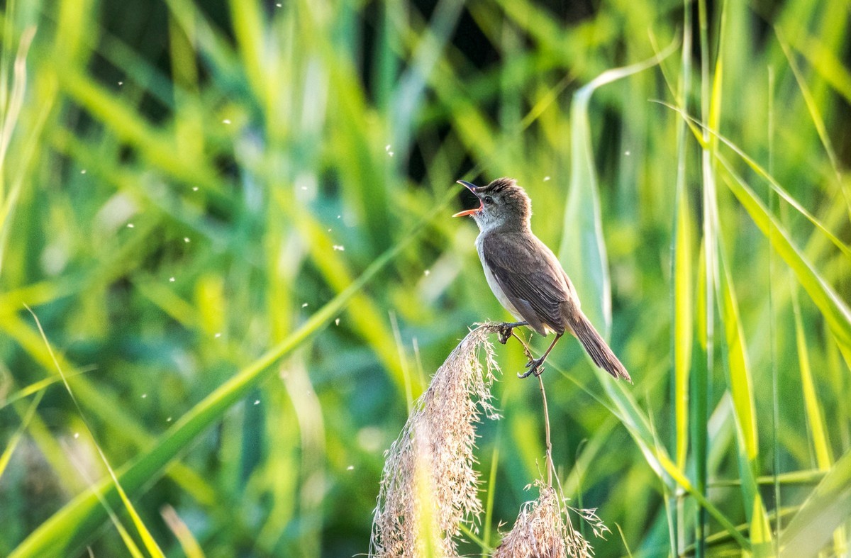 爱唱歌的大苇莺（二十四）