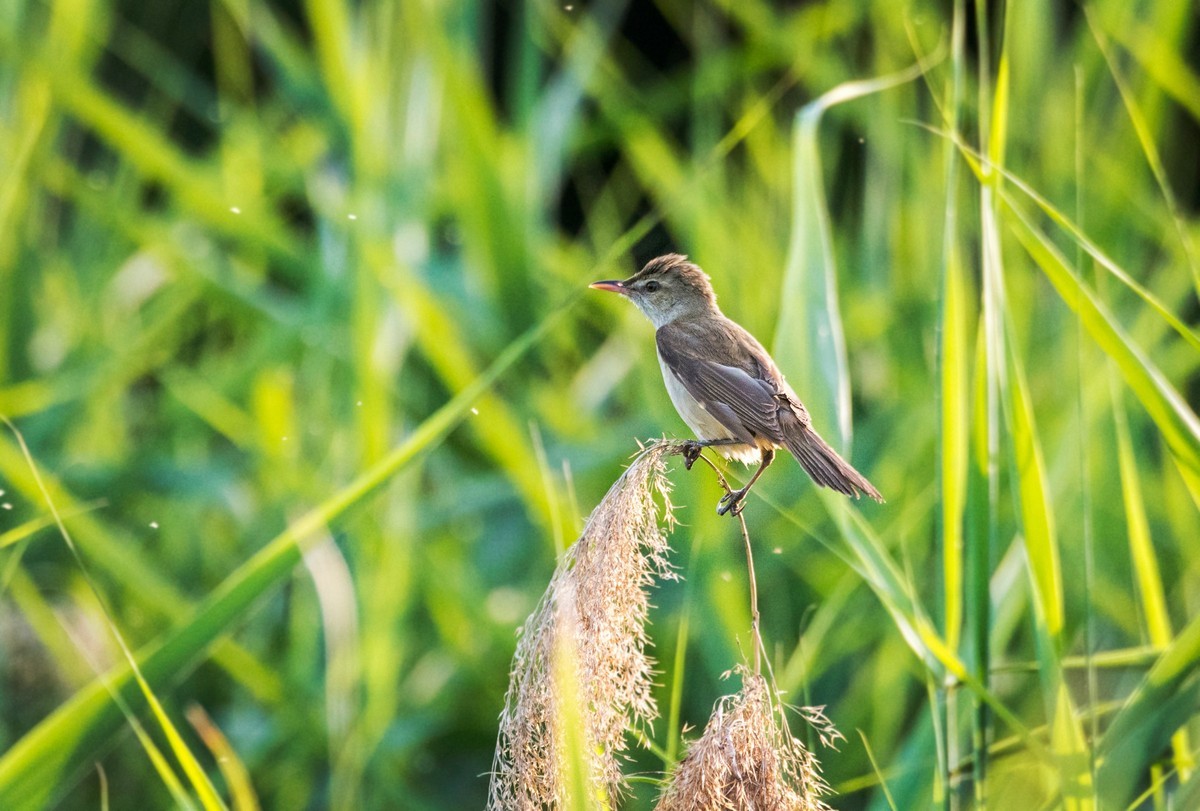 爱唱歌的大苇莺（二十四）