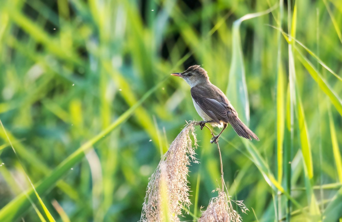 爱唱歌的大苇莺（二十四）