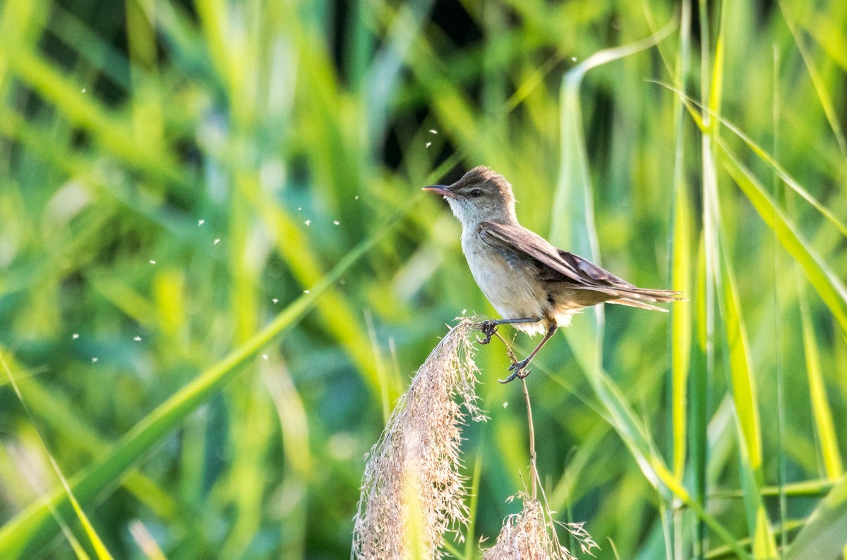 爱唱歌的大苇莺（二十四）