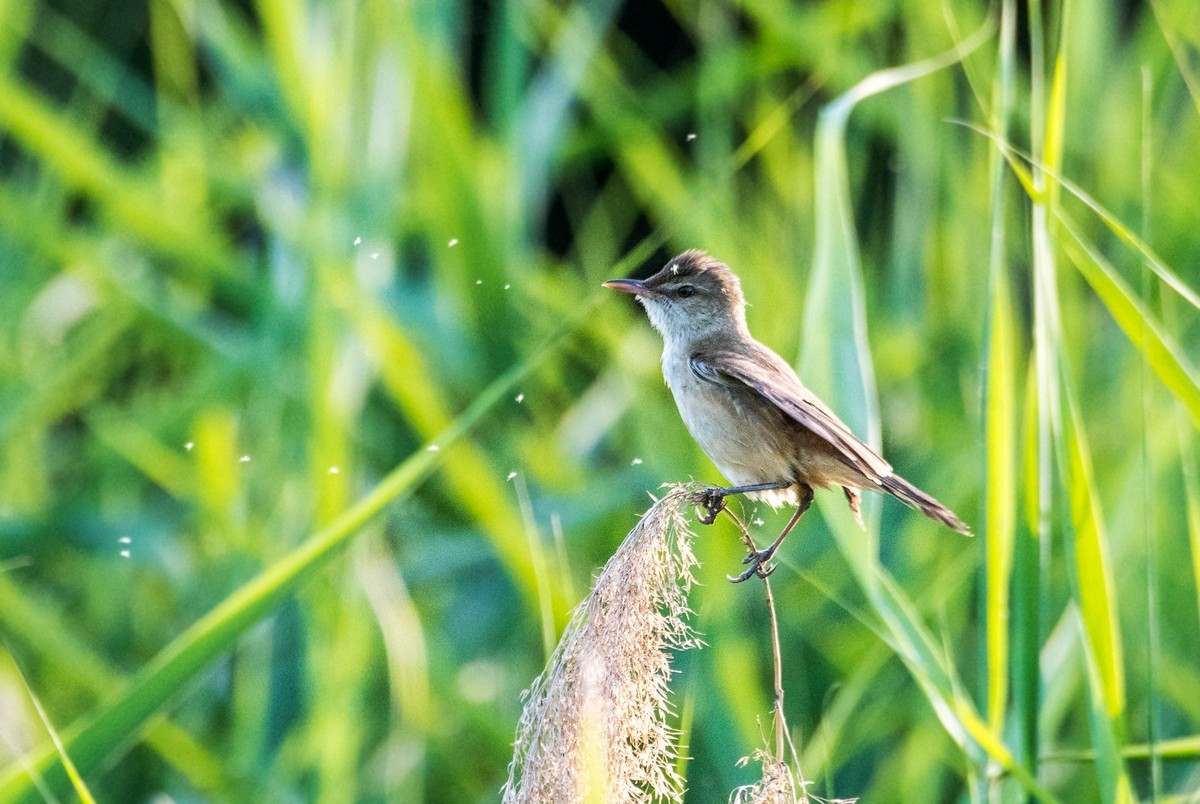 爱唱歌的大苇莺（二十四）