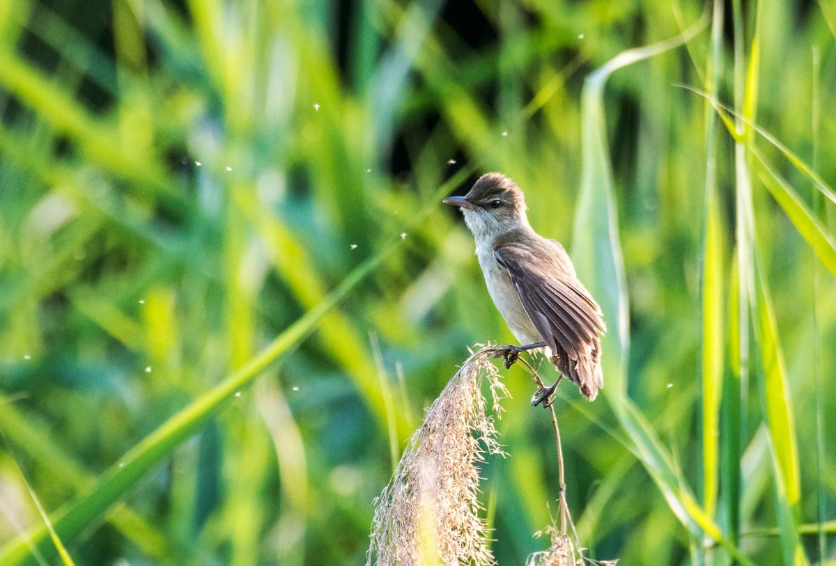 爱唱歌的大苇莺（二十四）