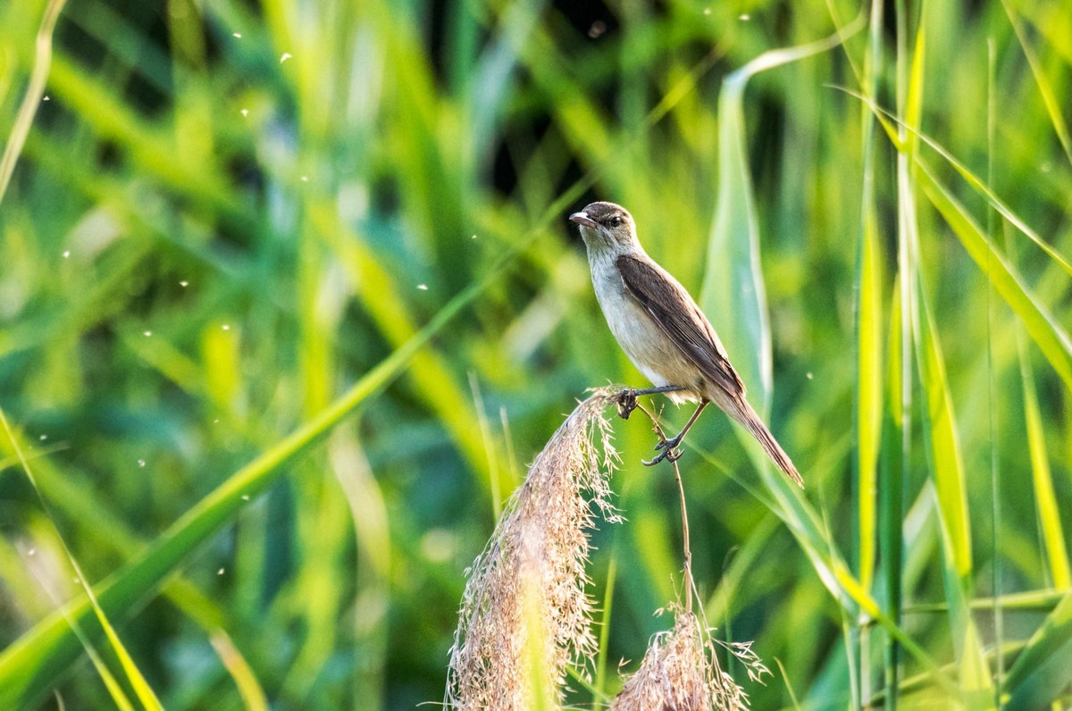 爱唱歌的大苇莺（二十四）
