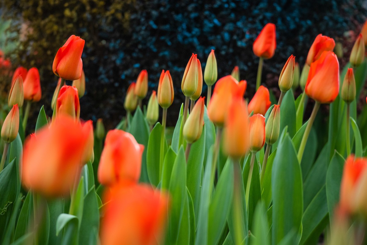 长春农博园M6小试