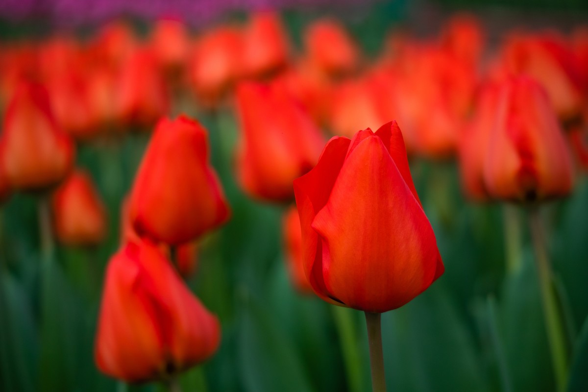 长春农博园M6小试