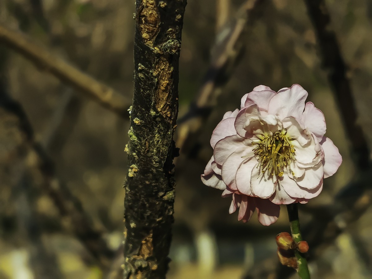 梅花