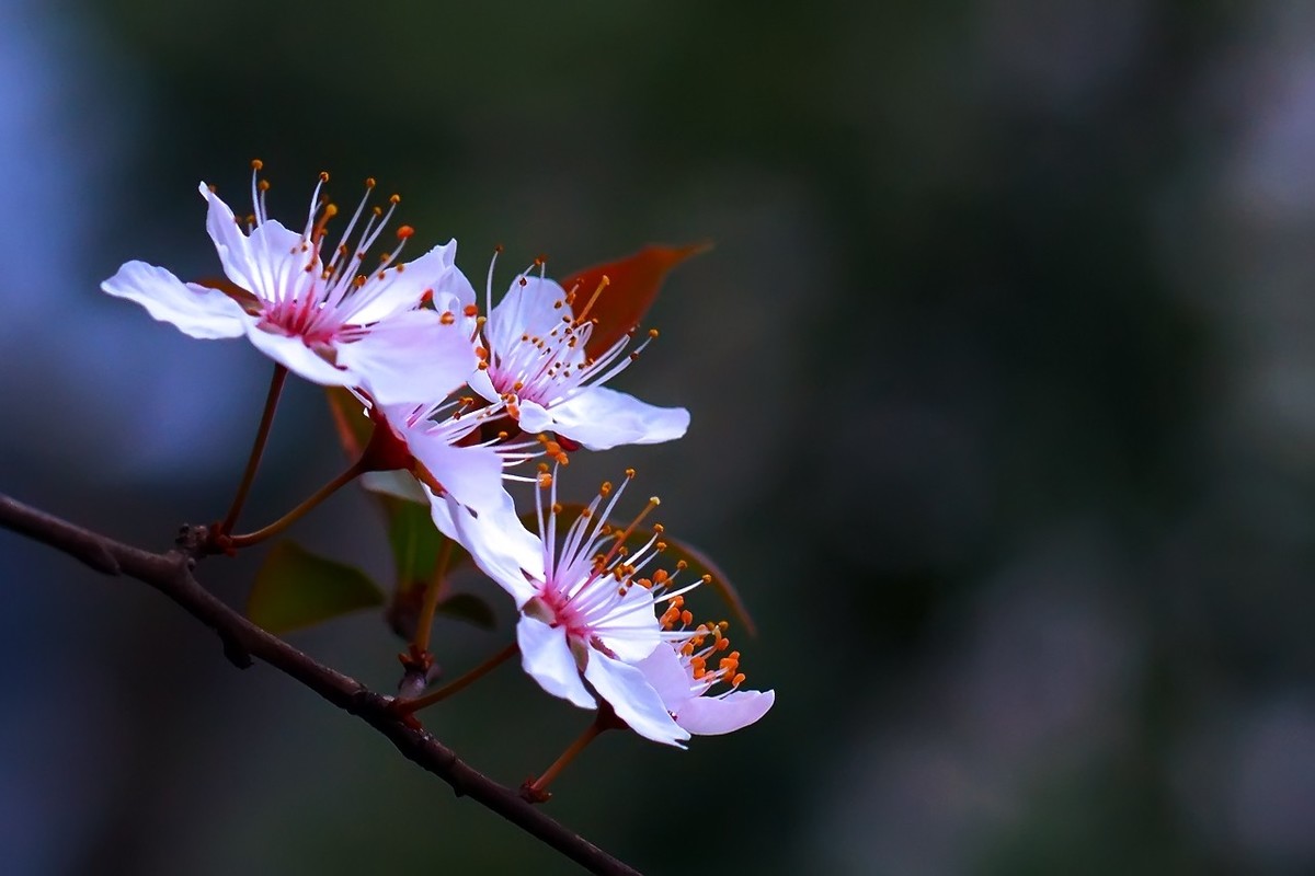 旧片_红叶李花27