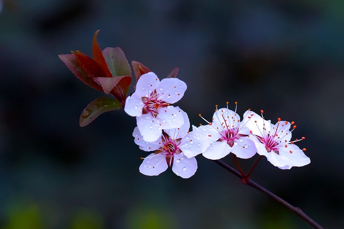 旧片红叶李花27