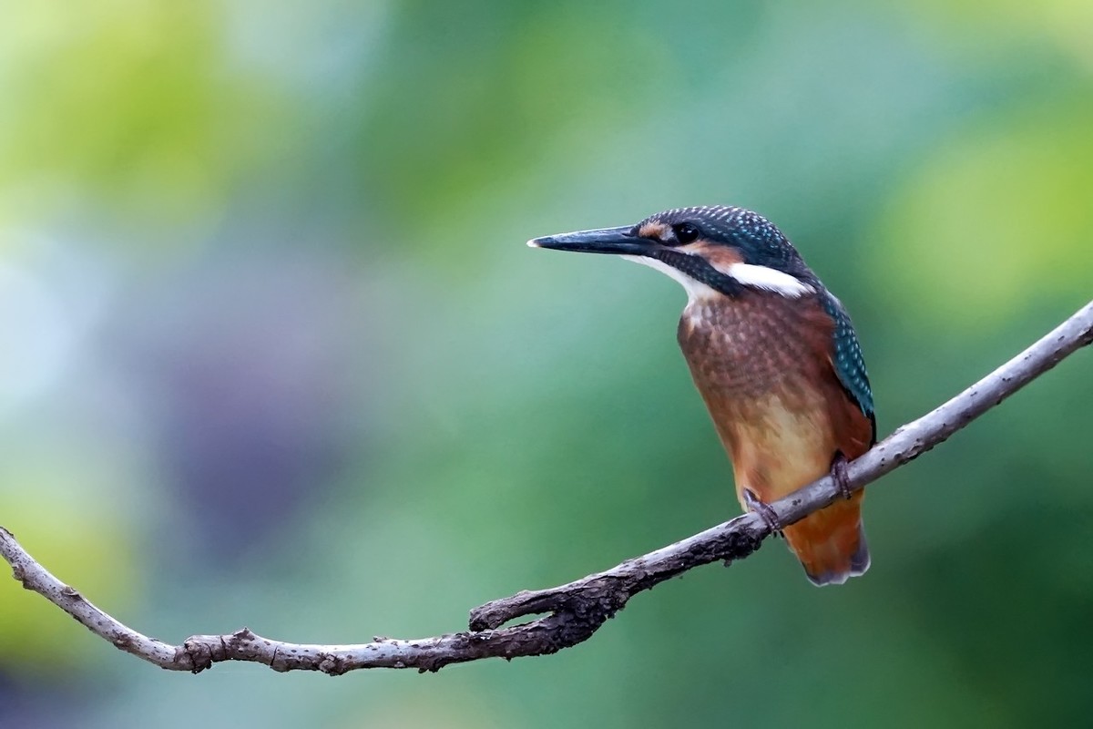 旧片_ 小翠鸟仔仔19