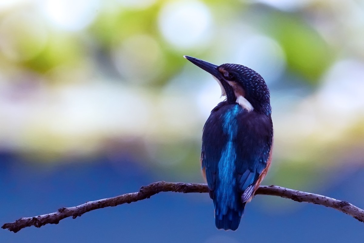 旧片_ 小翠鸟仔仔19