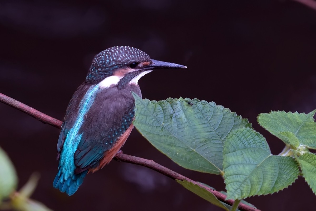 旧片_ 小翠鸟仔仔19