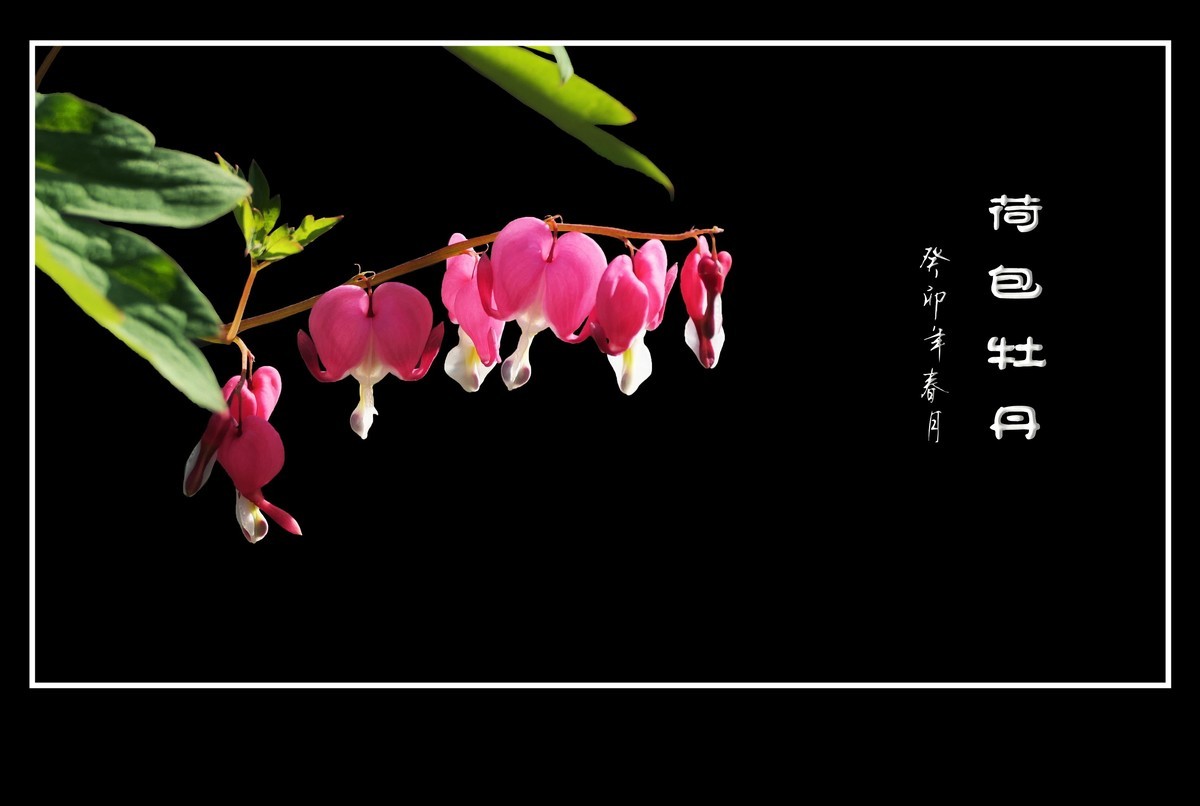 红心荷包一枝担，不是牡丹称牡丹