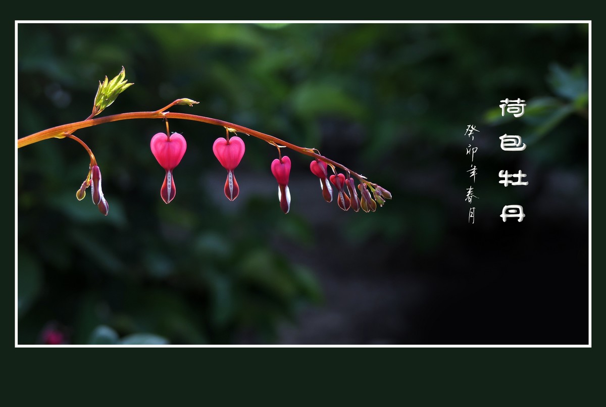 红心荷包一枝担，不是牡丹称牡丹