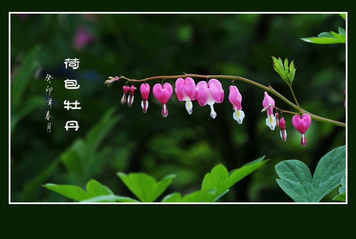 红心荷包一枝担，不是牡丹称牡丹