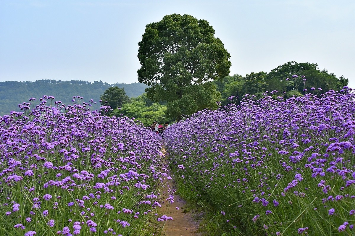 花海马鞭草