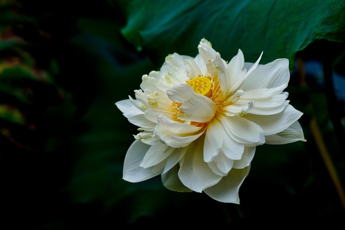 风姿绰约的秋荷