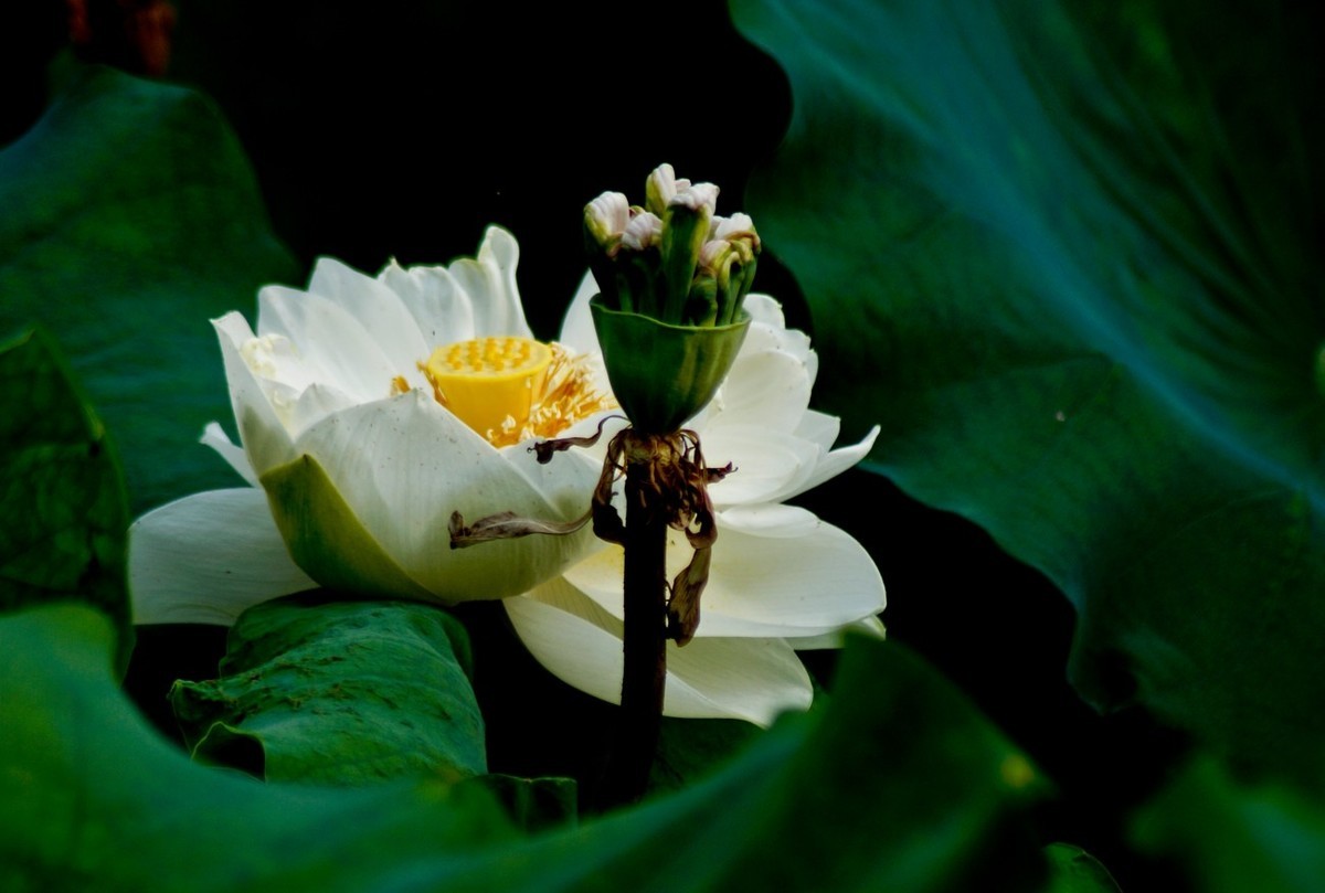 风姿绰约的秋荷